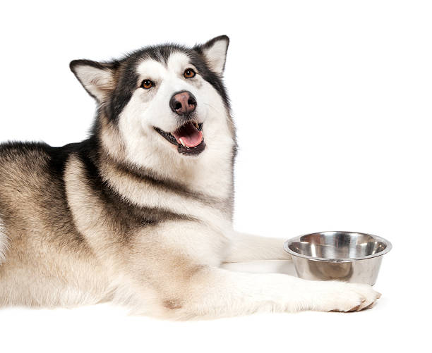 istock Alaska Malamute dog with bowl 177109057