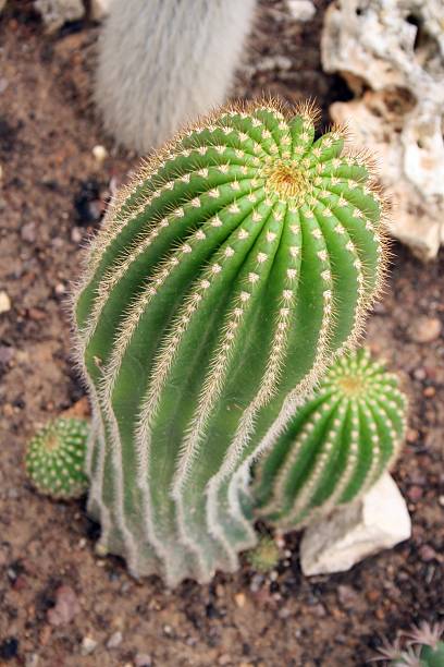 Cactus stock photo