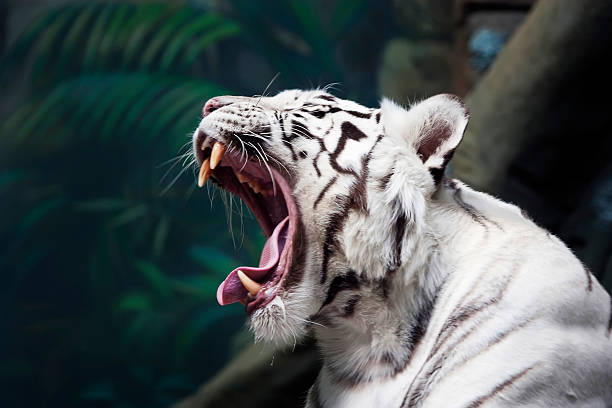 biały tygrys - tiger zoo animal awe zdjęcia i obrazy z banku zdjęć