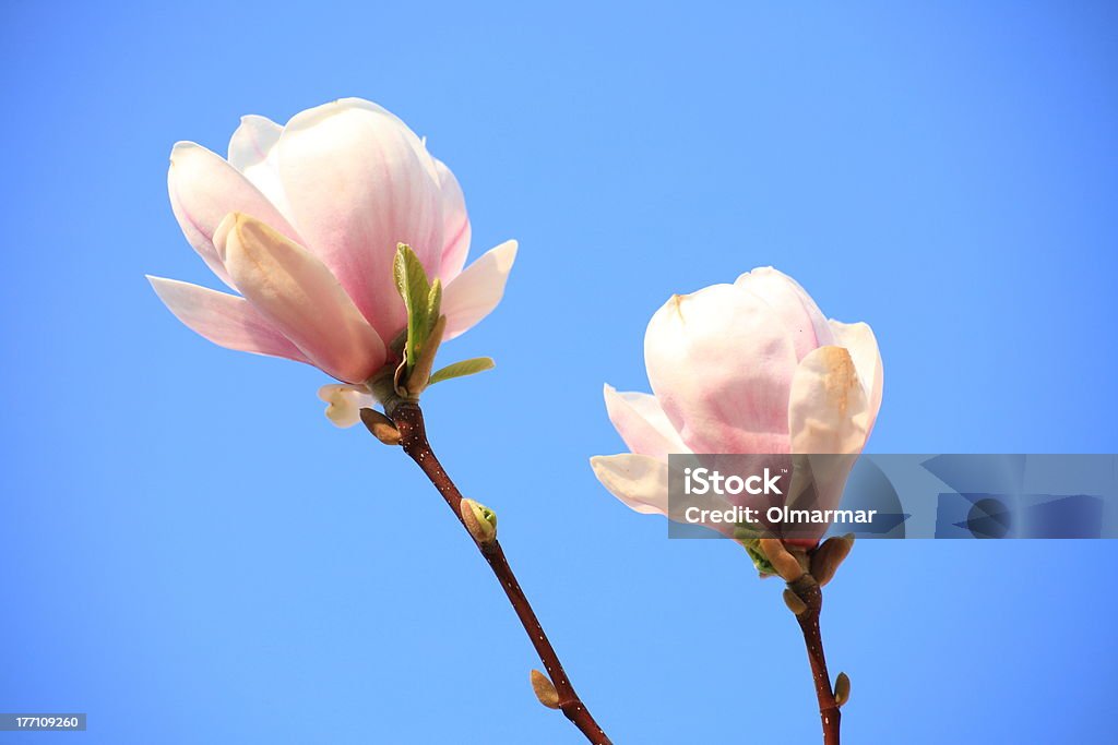 magnolia flores - Foto de stock de Aire libre libre de derechos