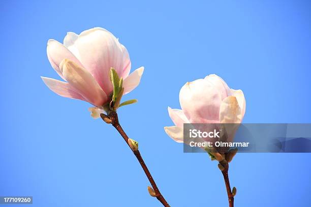 Magnolia Flores Foto de stock y más banco de imágenes de Aire libre - Aire libre, Azul, Botánica