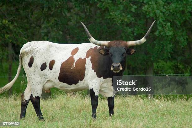 Texas Longhorn Stockfoto und mehr Bilder von Agrarbetrieb - Agrarbetrieb, Braun, Domestizierte Tiere
