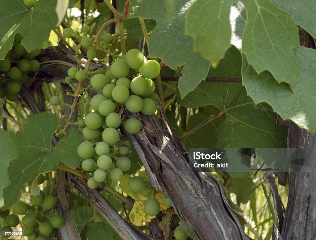 Michigan Grapes Michigan Grapes - A bunch of grapes on the vine in a vineyard in southwest Michigan, USA.  Most of the grapes are french hybrid, vinerfera, labrusca, concord and niagara grapes which are used for grape juice. Agriculture Stock Photo