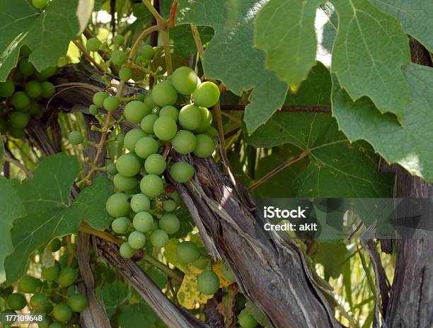 Michigan Grapes Stock Photo - Download Image Now - Agriculture, Bunch, Close-up