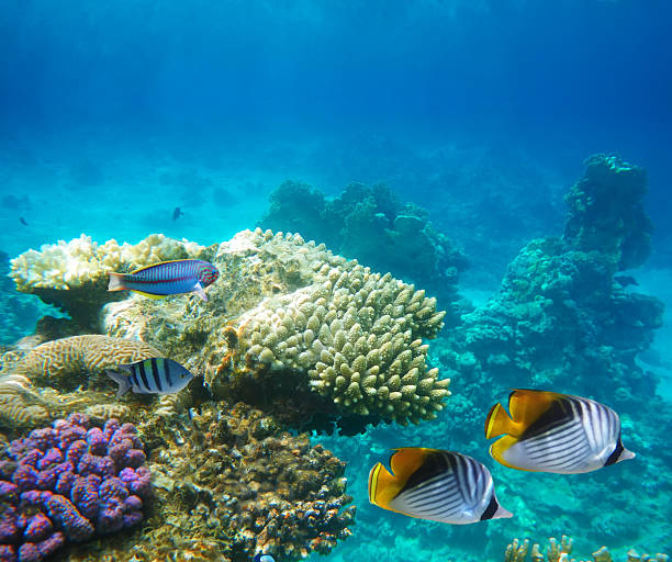 istock Underwater life of a hard-coral reef 177109686