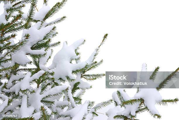 Foto de Árvore De Natal e mais fotos de stock de Agulha - Agulha, Branco, Caule
