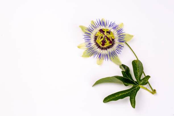 istock Close up passiflora. Passion Flower (Passiflora caerulea) 1771098482