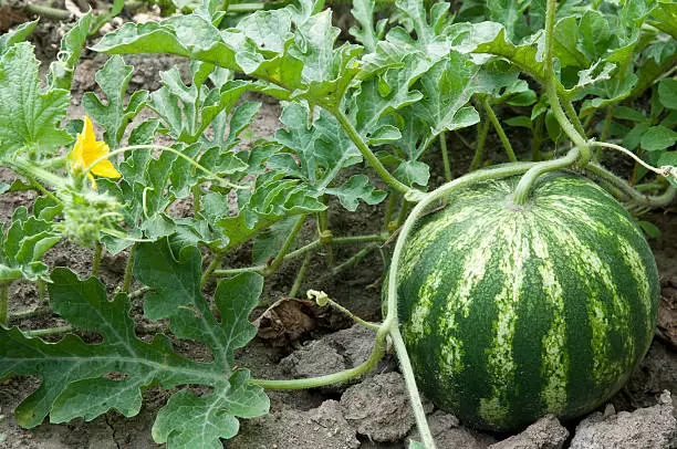 Photo of Watermelone