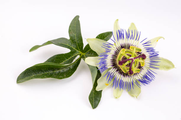 istock Close up passiflora. Passion Flower (Passiflora caerulea) 1771099533
