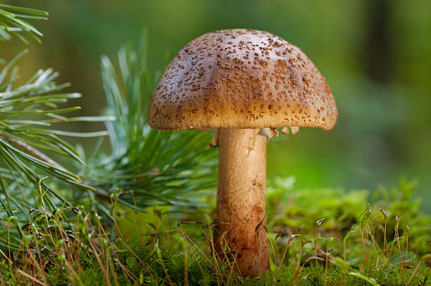 istock Mushroom amanita on moss 177110127