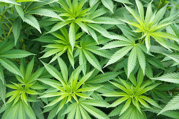 Leafy green marijuana plants growing stock photo