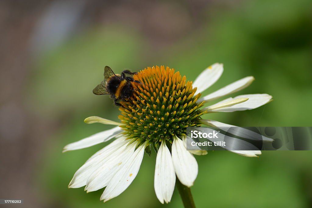 bumblebee on a flower Animal Stock Photo