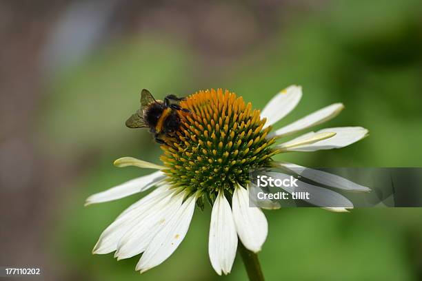 Bumblebee On A Flower Stock Photo - Download Image Now - Animal, Bee, Bumblebee