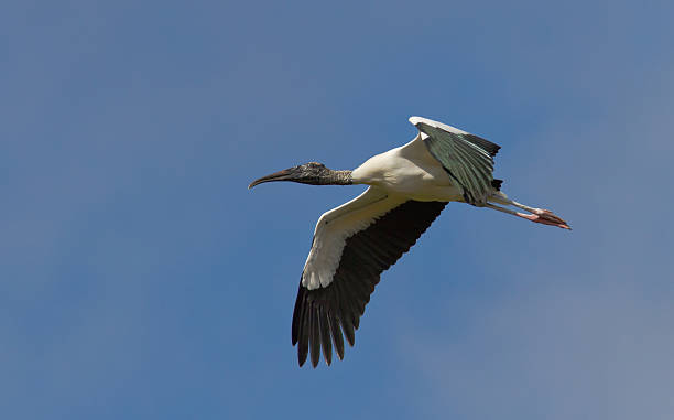 istock Stork flies overhead in Everglades 177110441