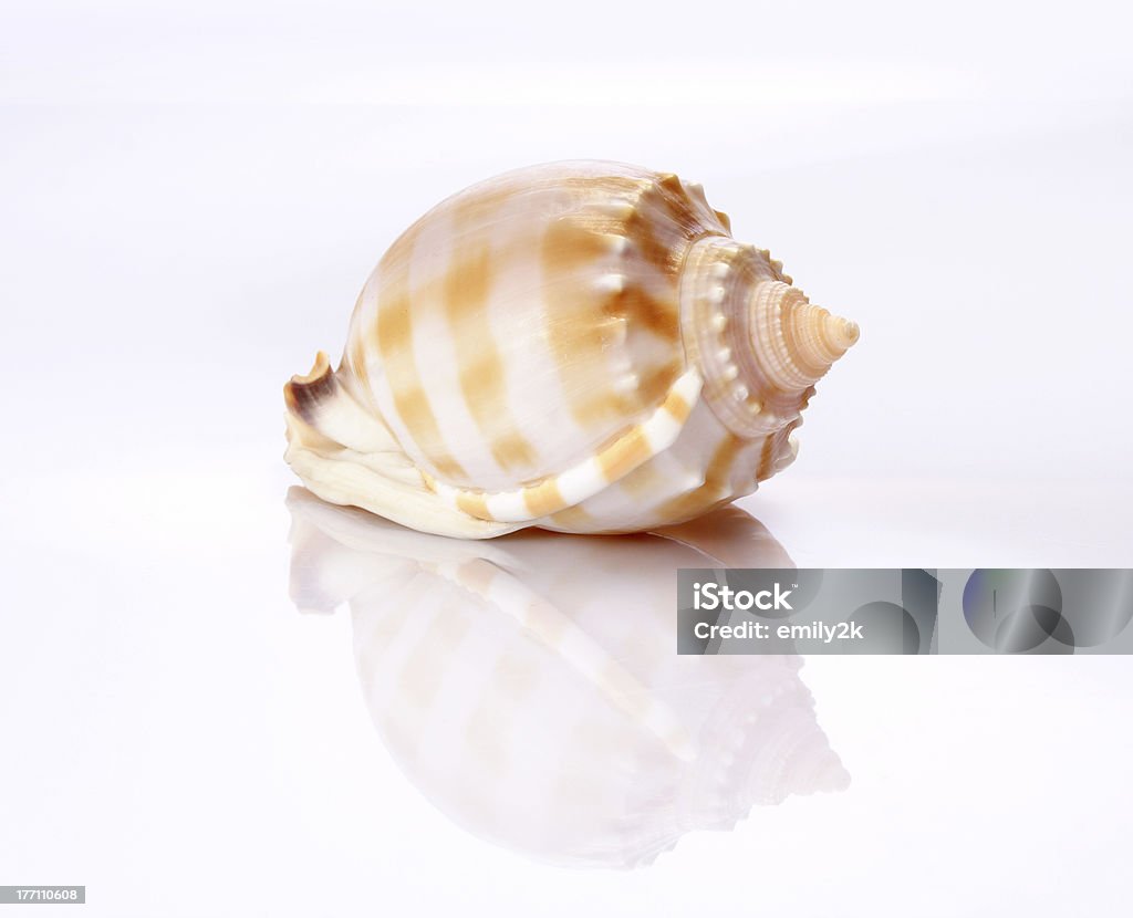Shell - Foto stock royalty-free di Animale