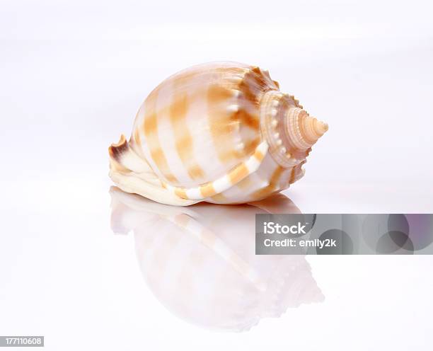 Shell - Fotografie stock e altre immagini di Animale - Animale, Bianco, Biologia