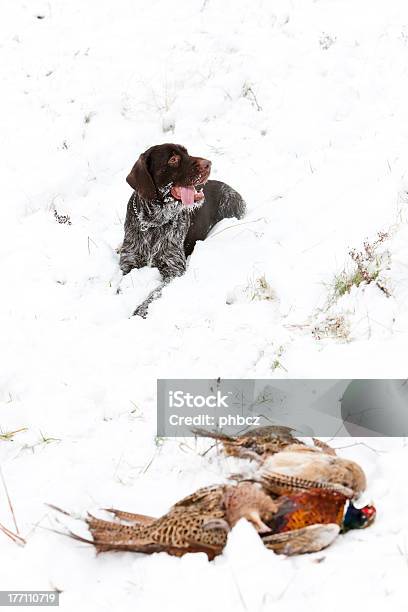 Apportierhund Stockfoto und mehr Bilder von Apportierhund - Apportierhund, Domestizierte Tiere, Fasan