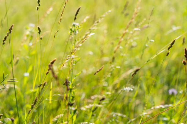 foin d’odeur blanc flou et défocalisé, hierochloe odorata par une journée d’été ensoleillée - sweet grass photos et images de collection