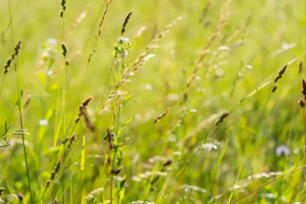 Blurred, defocused white sweet grass, Hierochloe odorata on sunny summer day, selective focus