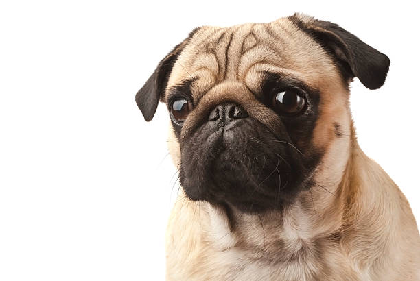 istock Close-up of Pug 177110943