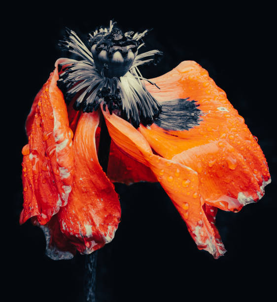 istock Flowers from garden 1771110358