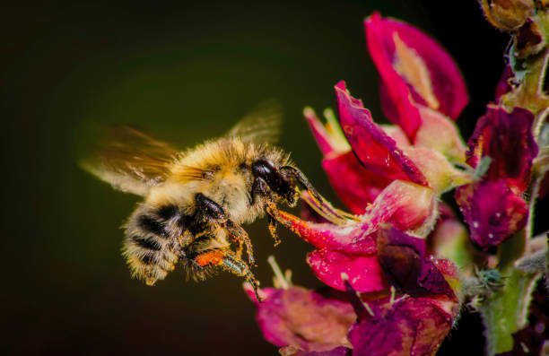 istock Flowers from garden 1771110360