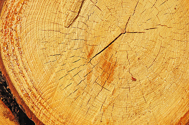 istock Sawn end of pine log close-up 177111202