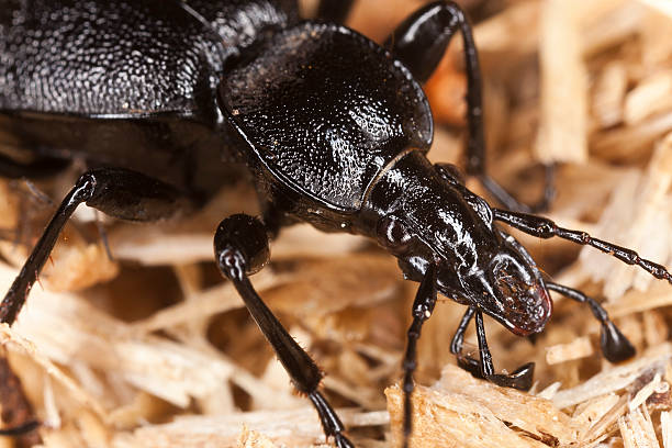 istock Ground beetle, Cychrus caraboides, extreme close up 177111213