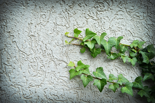 Ivy branches on a decorative concrete wall