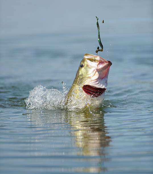 bass jump con tornillo sin fin - fishing worm fotografías e imágenes de stock