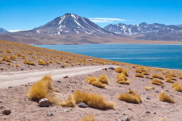 miscanti a la laguna - cerro miscanti fotografías e imágenes de stock