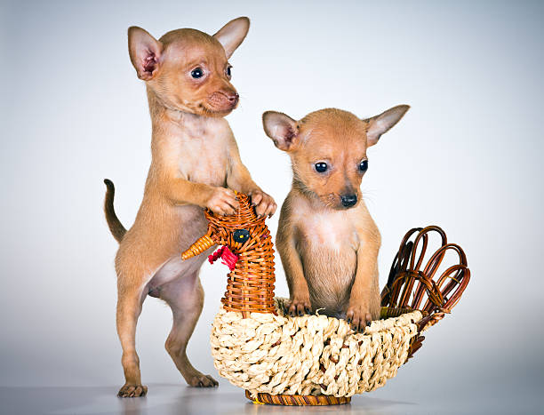 Puppies Russian toy terrier Puppies Russian toy terrier on a light gray background russkiy toy stock pictures, royalty-free photos & images