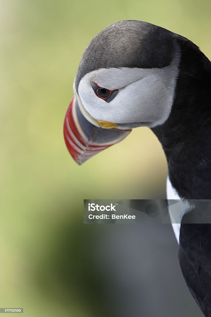 Puffin Puffin portrait in Norway Animal Stock Photo