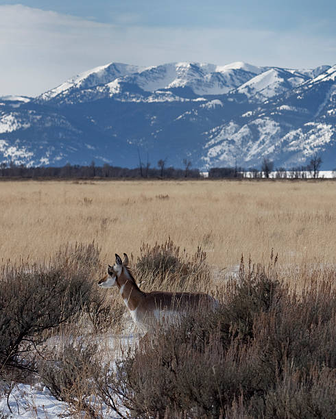 teton antilope - judy kelly photos et images de collection