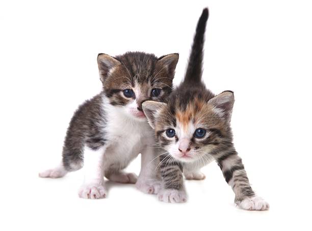 istock Playful Newborn Kittens on a White Background 177112161