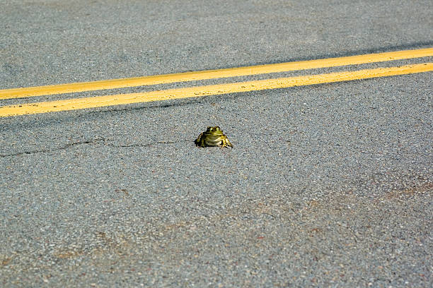 frog on road