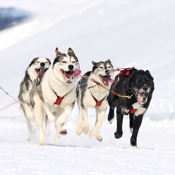istock sports dogs 177112236