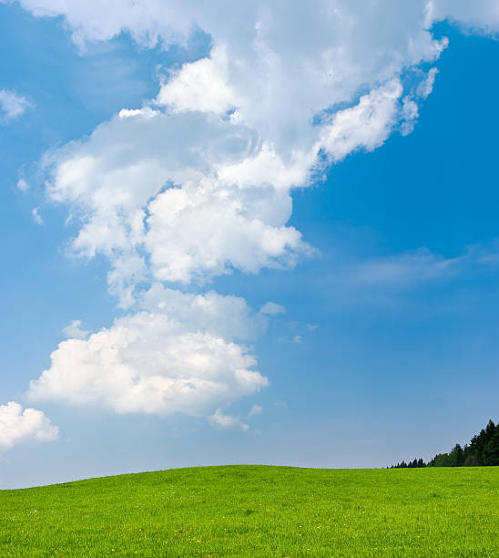 istock Scene with green meadow and blue sky 177112246