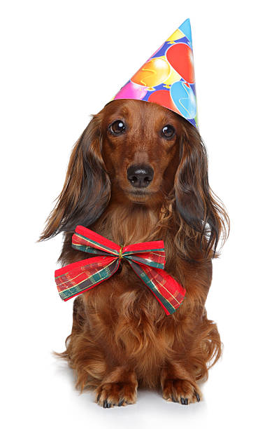 istock Dachshund puppy in party cone on a white background 177112608