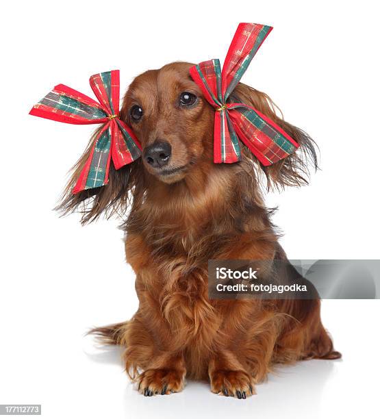 Engraçado Dachshund Com Laço Vermelho Sobre Fundo Branco - Fotografias de stock e mais imagens de Animal