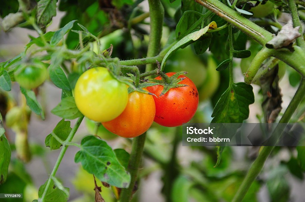 적색 및 녹색 토마토 - 로열티 프리 건강한 생활방식 스톡 사진