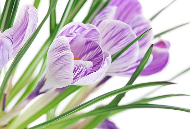 istock Close up of crocuses 177112901