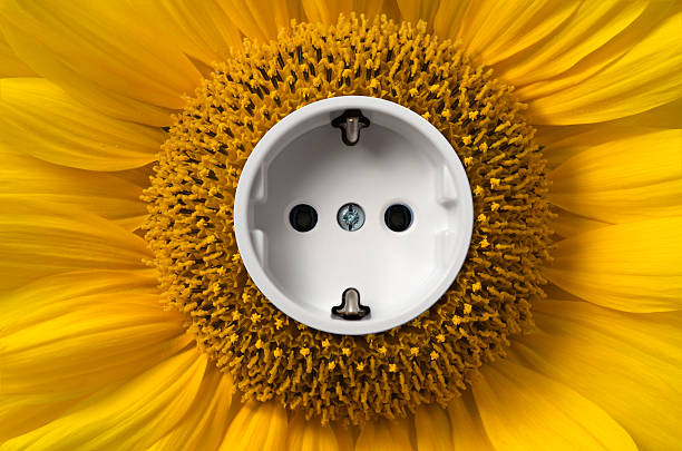 Sunflower with socket stock photo