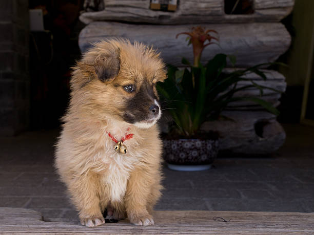 Cute little dog stock photo