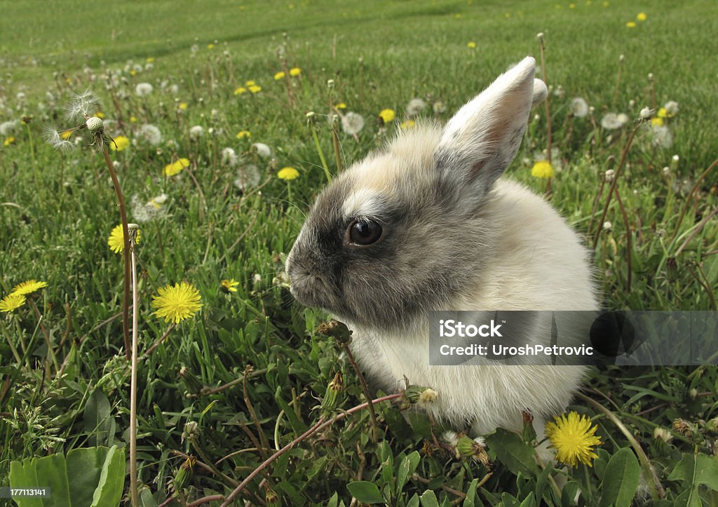 Królik baby bunny w zielonej trawie i Mniszek Łąka - Zbiór zdjęć royalty-free (Bez ludzi)