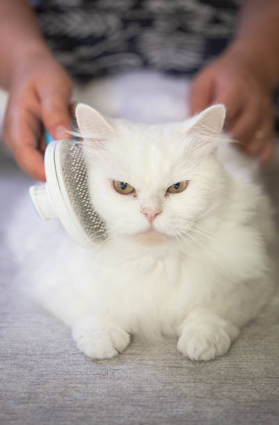 Cat combing. Long hair, cat's hairstyle. Pet care
