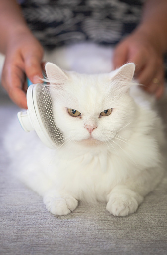 close-up a white shedding cat