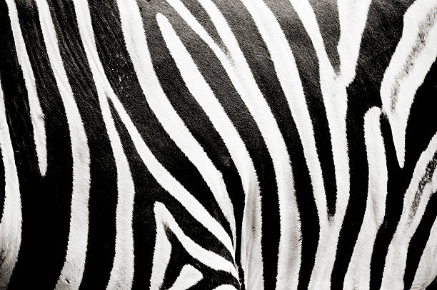 istock Close up of black and white zebra stripes 177113847