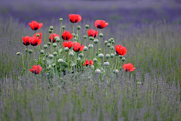 papoila ilha flores - poppy purple flower close up imagens e fotografias de stock