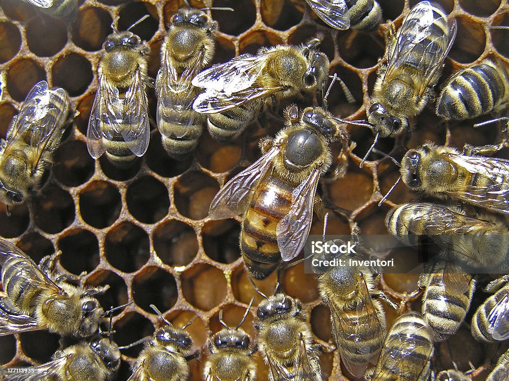 Maîtresse abeille colonies - Photo de Abeille libre de droits